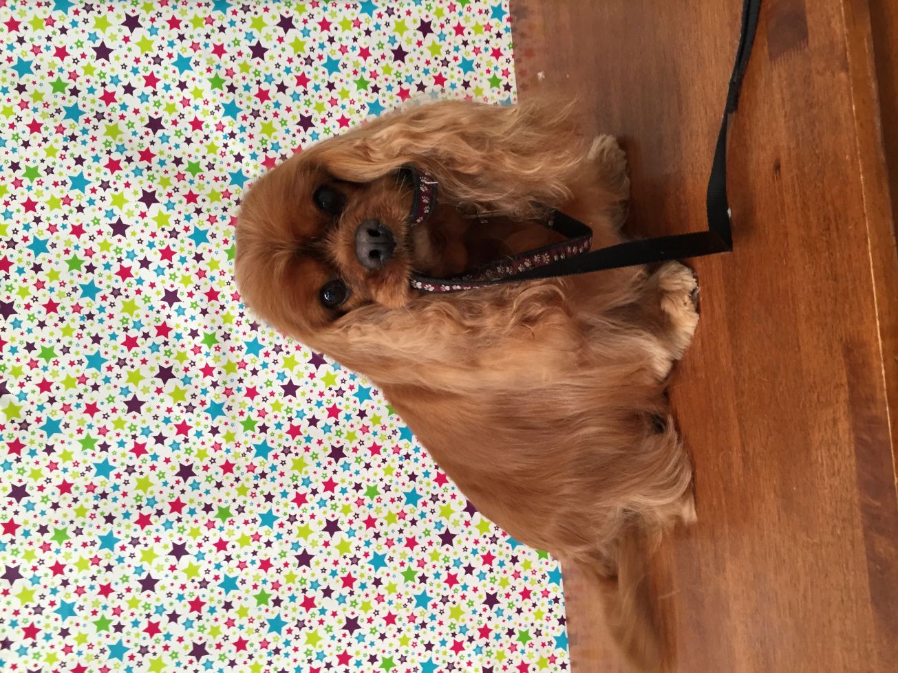 Groomed Dog 3