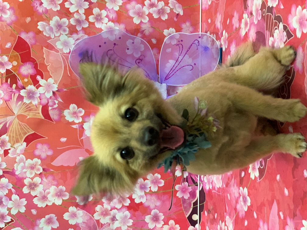 Groomed Dog 38