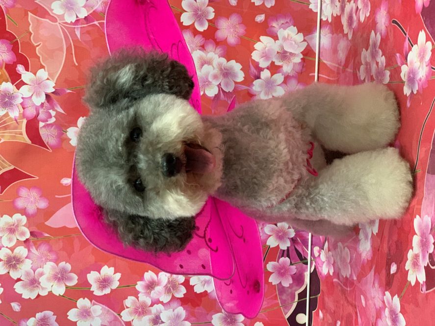 Groomed Dog 40
