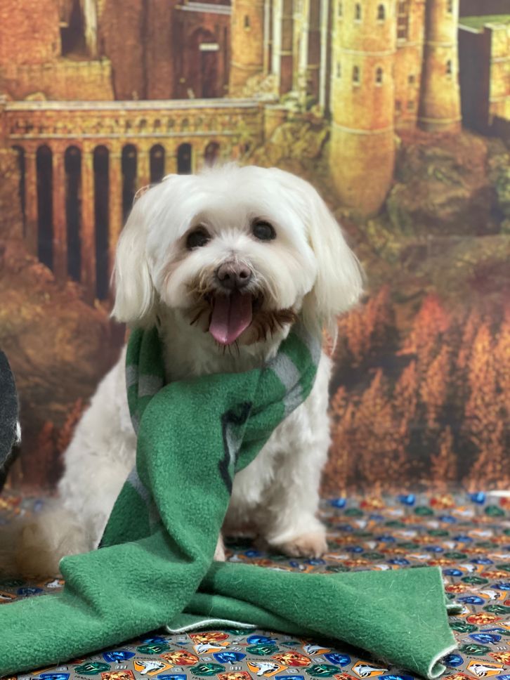 Groomed Dog 55